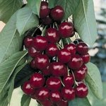Sweetheart ® sumtare