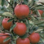 Braeburn (selectie Vermeerderingstuinen NL)