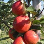 Braeburn Helena ®