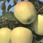 Golden Delicious Kloon B