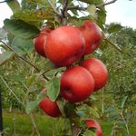 Red Boy ® Frureru