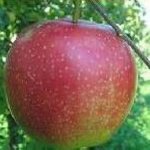 Summerred