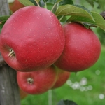 Allurèl