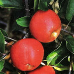Bel-el Red Elswout