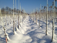 10 centimeter sneeuw in Baarlo! 