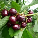 BelliseBedel