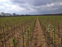 Mooie uitloop perenbomen op Kwee Eline 