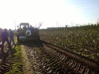 Start rooien/leveren fruitbomen 